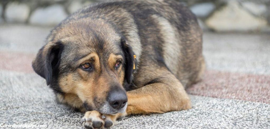 Old Dog Being Sick Daily