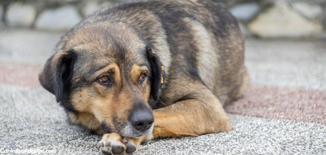 Old Dog Being Sick Daily