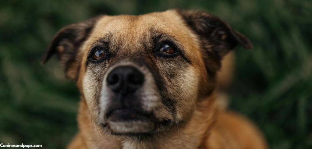 Old Dog Bladder Control Problems