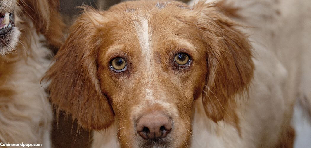 Old Dog Bleeding From Nose