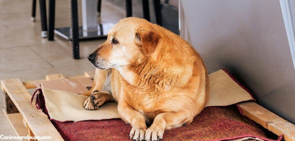 Old Dog Circling Before Laying Down