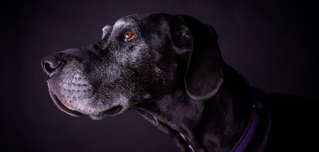 Old Dog Crying At Night