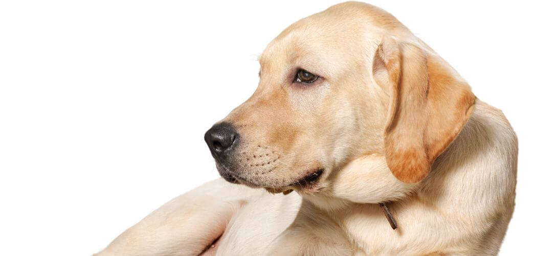 Old Dog Curved Back