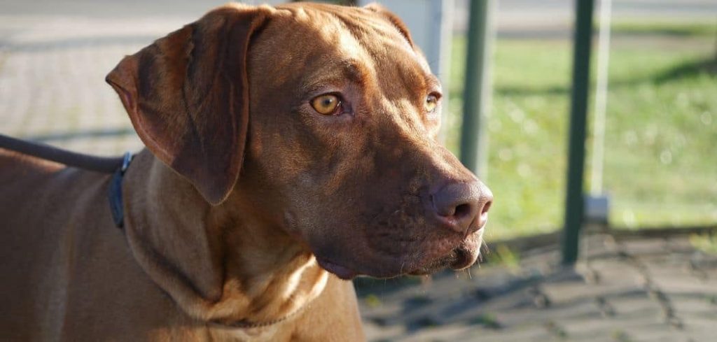 Old Dog Daily Seizures