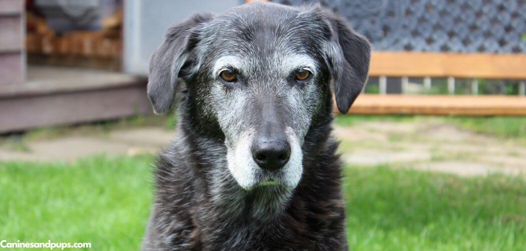 Old Dog Dark Urine