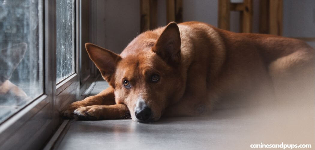 Old Dog Defecating In The House