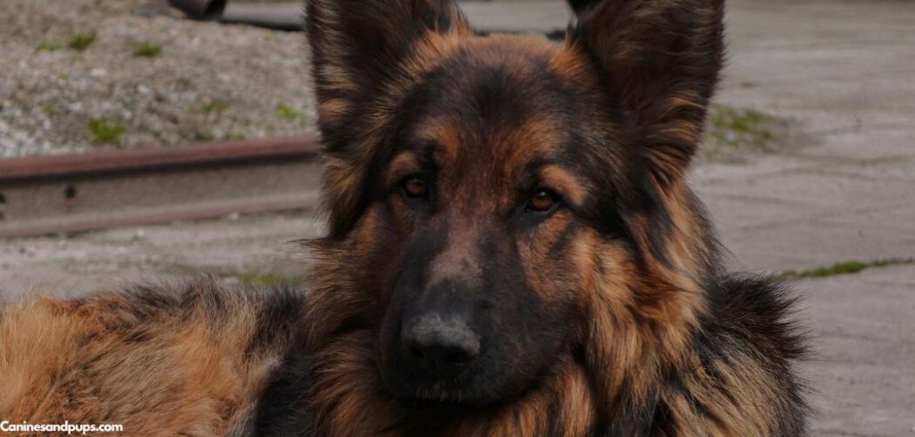 Old Dog Dull Eyes