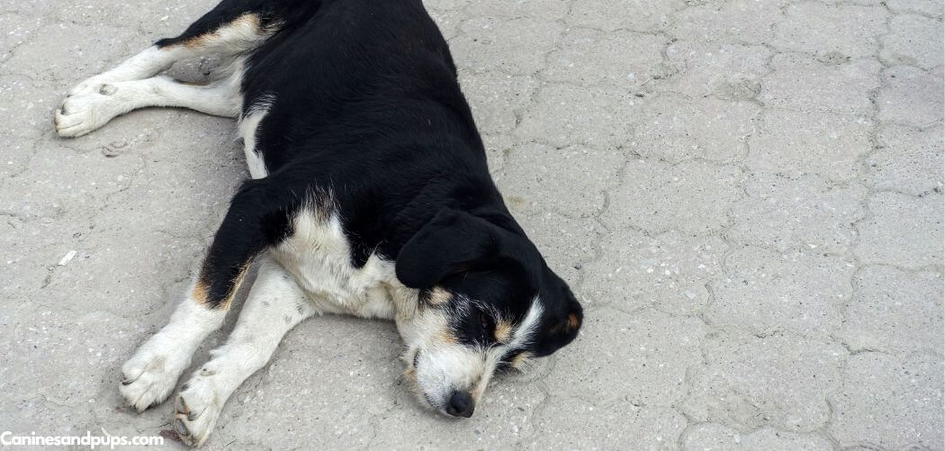 Old Dog Falls Down When Walking