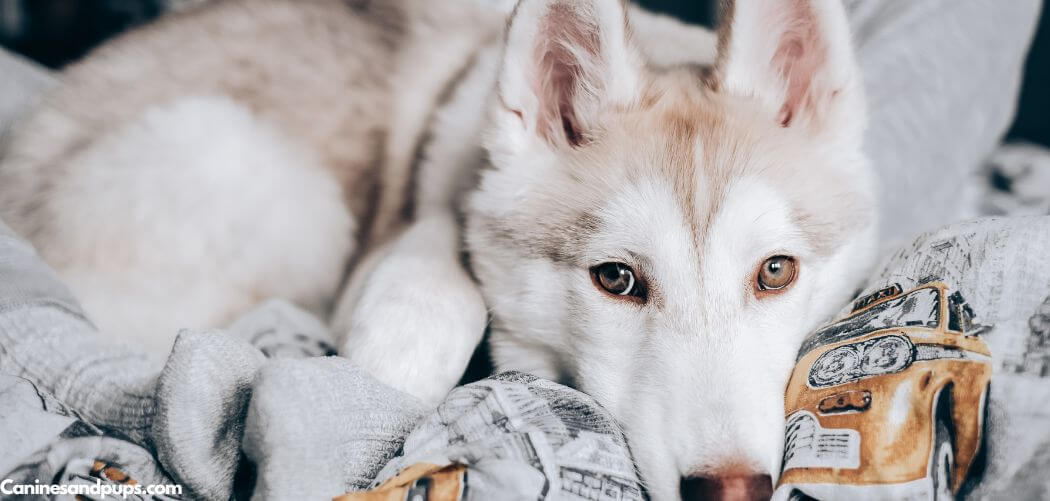 Old Dog Frequent Diarrhea