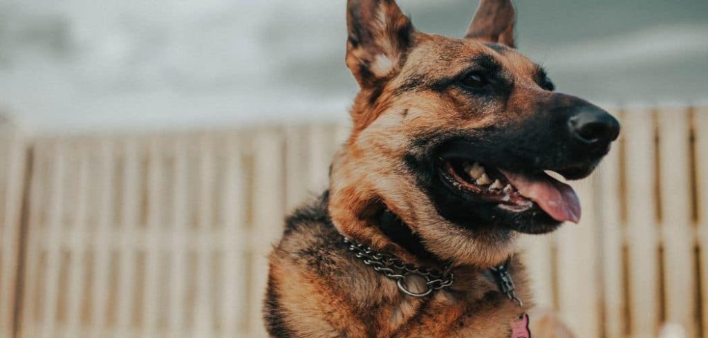 Old Dog Gags And Coughs