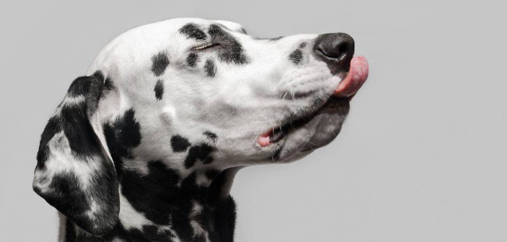 Old Dog Gasping For Air