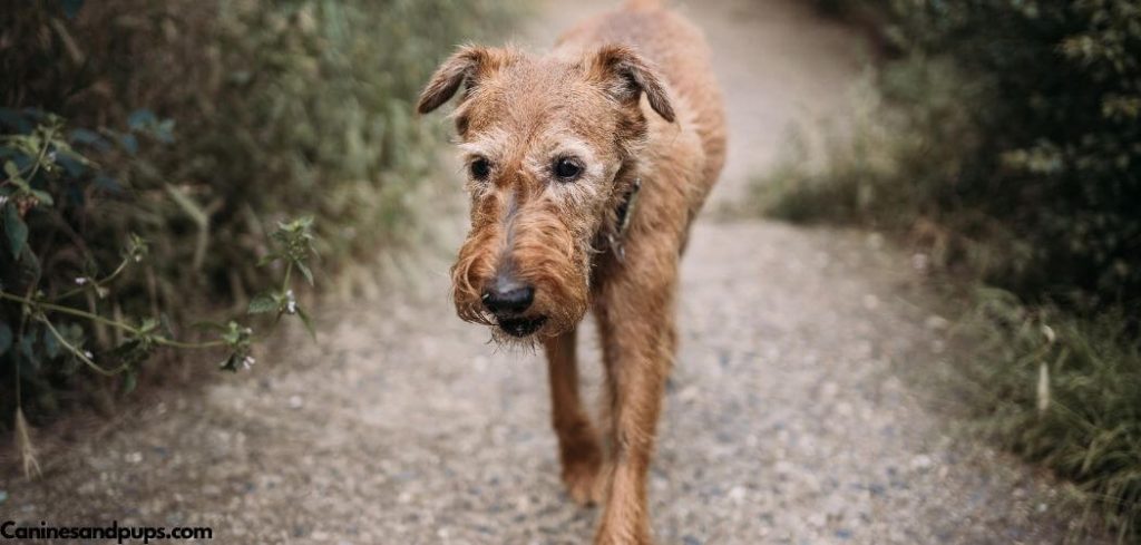 Old Dog Getting Bonny Back