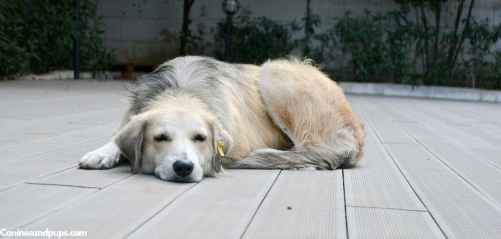 Old Dog Head Tremors