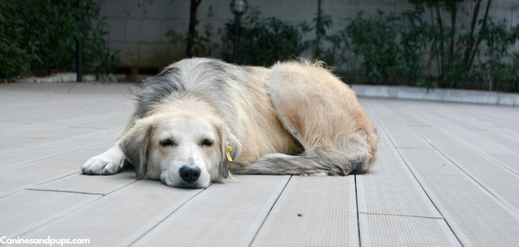 Old Dog Head Tremors