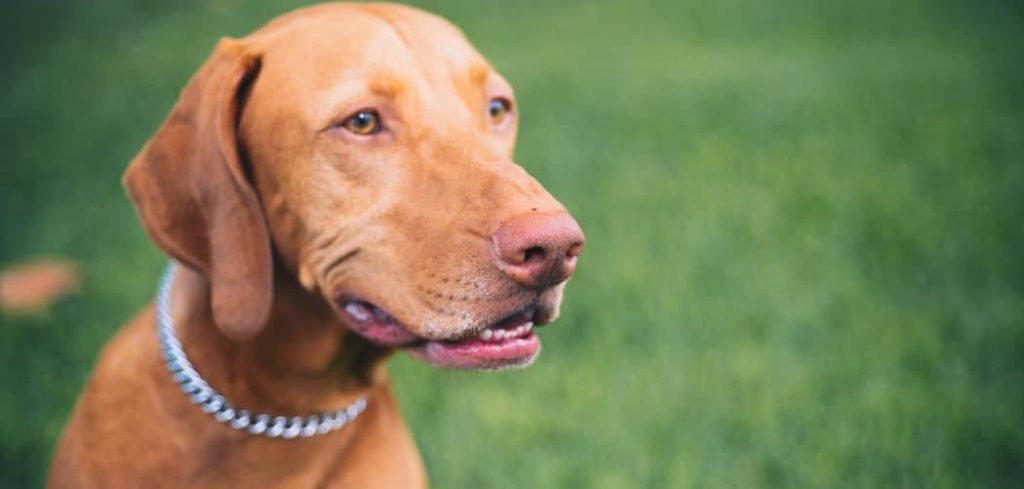 Old Dog Holding Tail To One Side