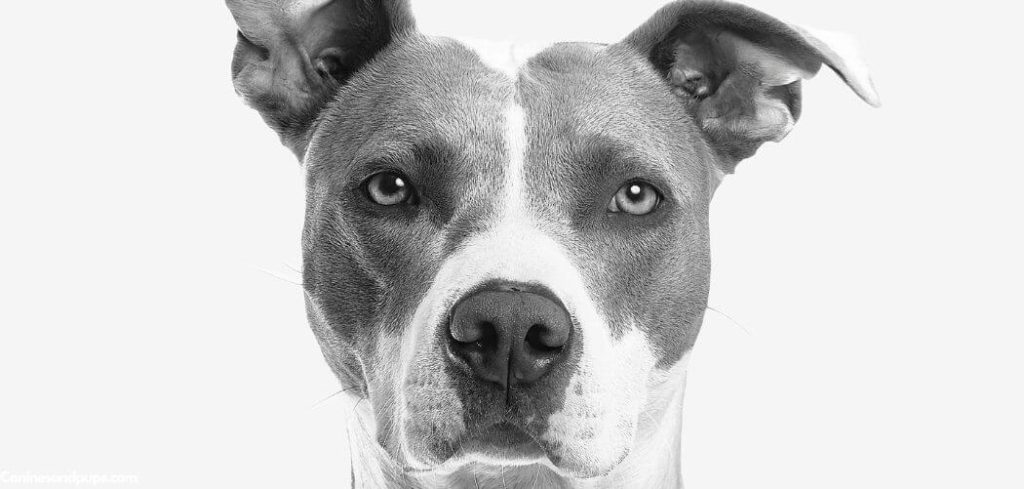 Old Dog Horrible Breath