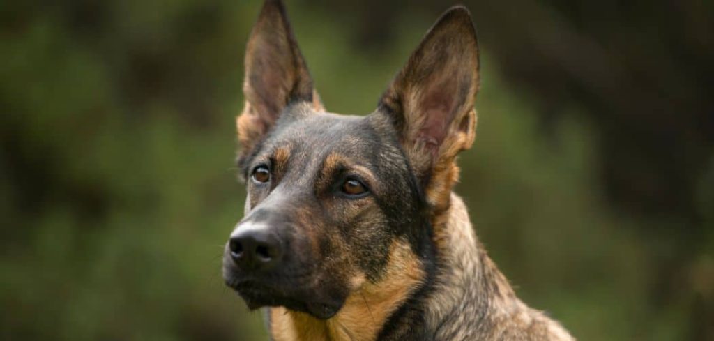 Old Dog Howling