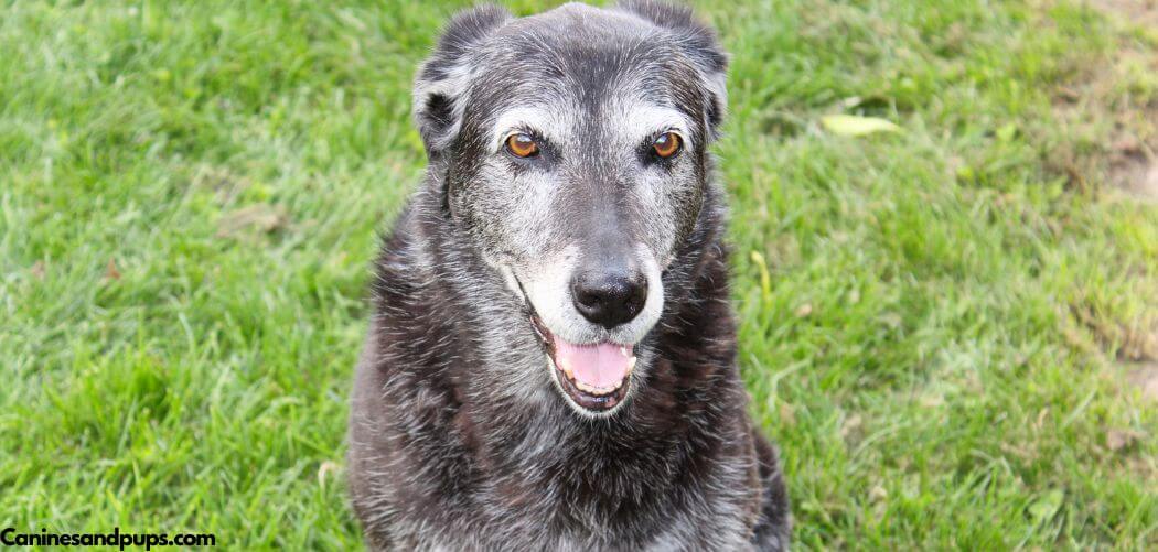 Old Dog Huge Lump on Left Shoulder (What It Means) - Canines and Pups