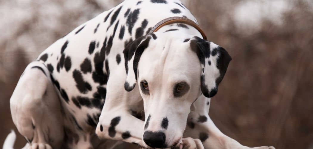 Old Dog Itching And Scratching