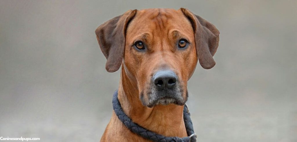 Old Dog Just Stares at Me