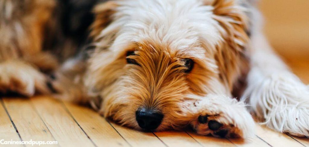 Old Dog Kicking in Sleep