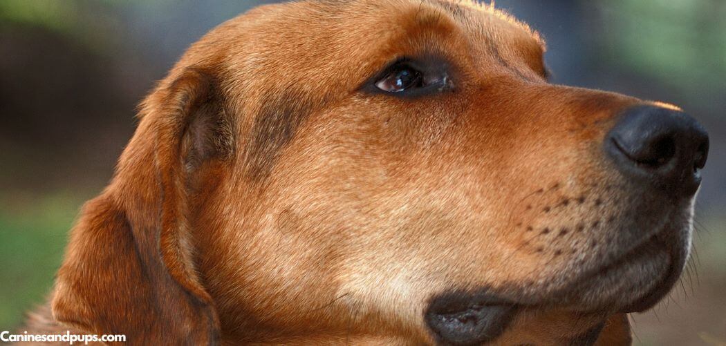 Old Dog Labored Breathing