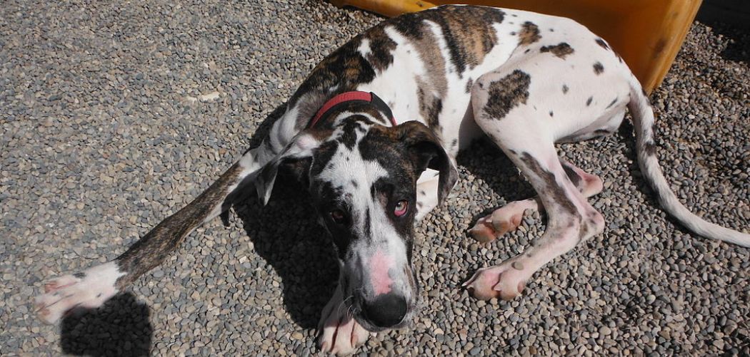 Old Dog Laying in Weird Places