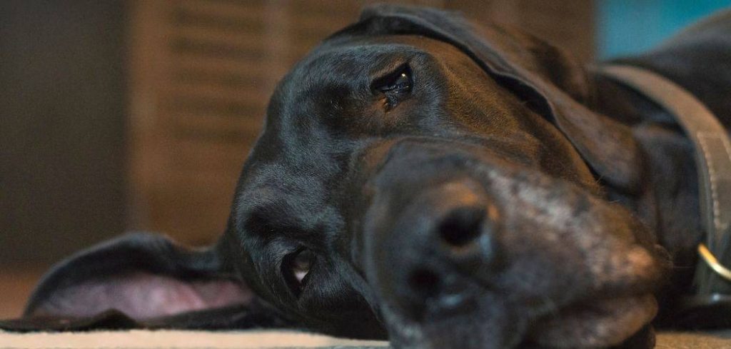 Old Dog Lays Down All Day