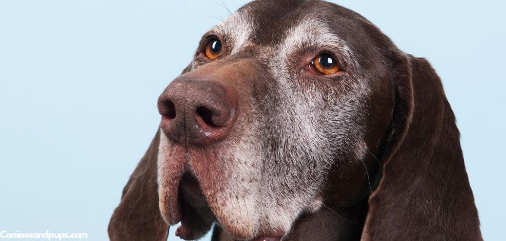 Old Dog Leaking Bladder