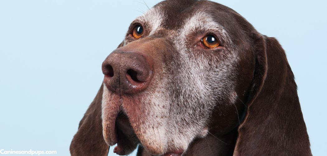 Old Dog Leaking Bladder