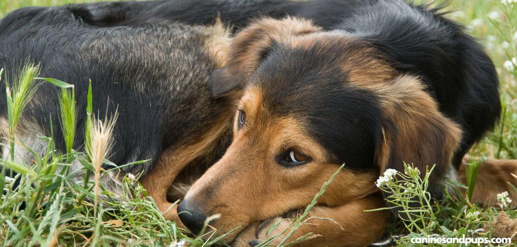 Old Dog Leaking Clear Fluid