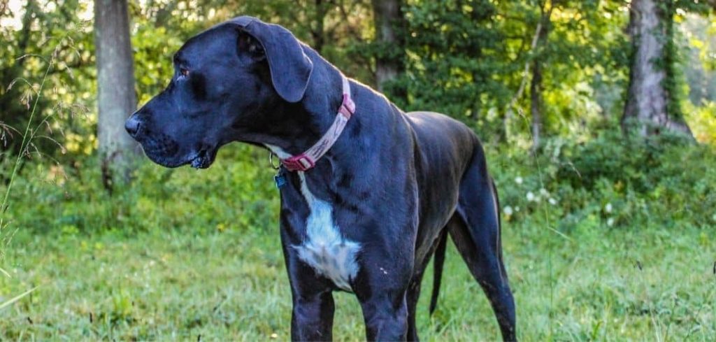 Old Dog Limping Back Leg