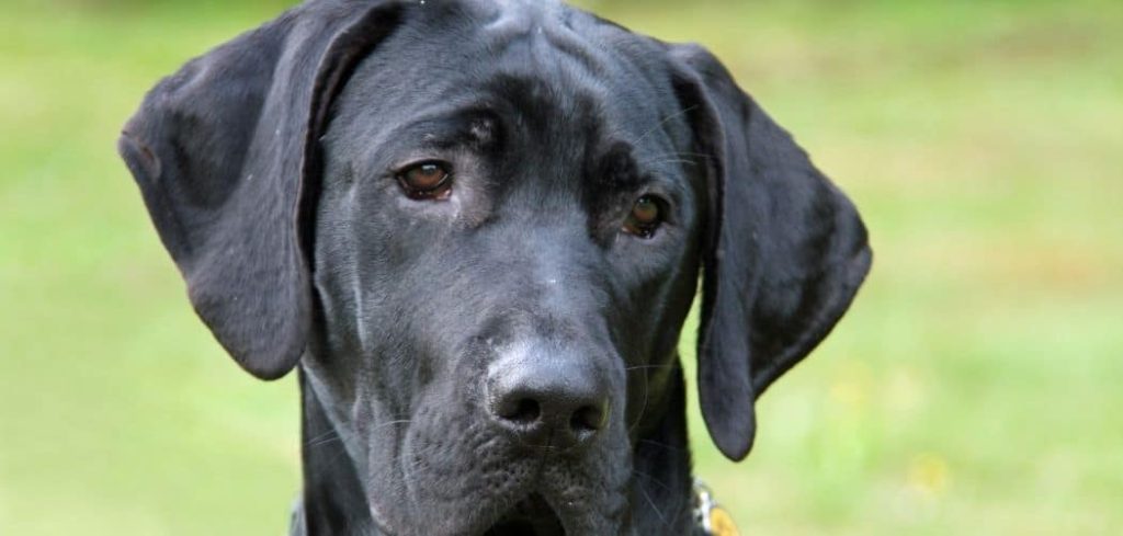 Old Dog Limping Front Leg