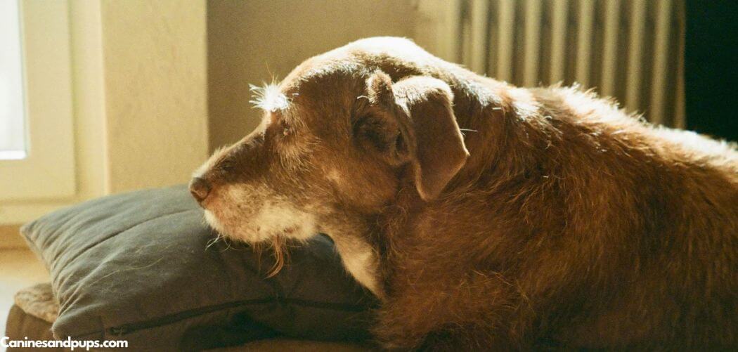 Old Dog Moles On Skin