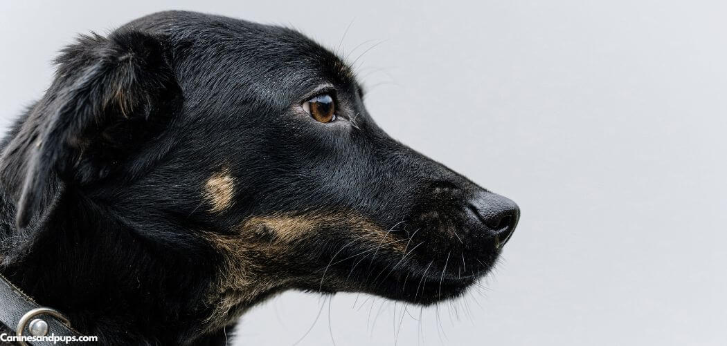 Old Dog Nails Falling Off