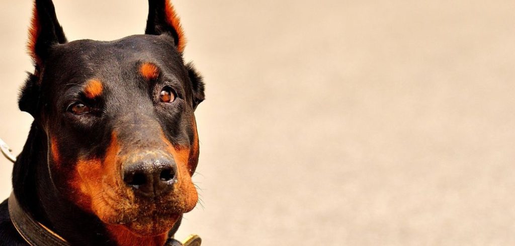 Old Dog Nasal Discharge