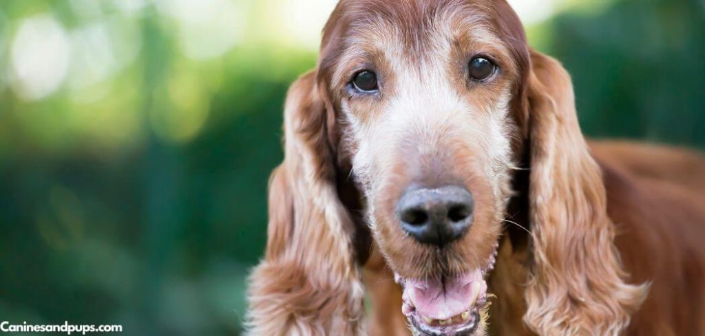 Old Dog Obsessed With Drinking Water