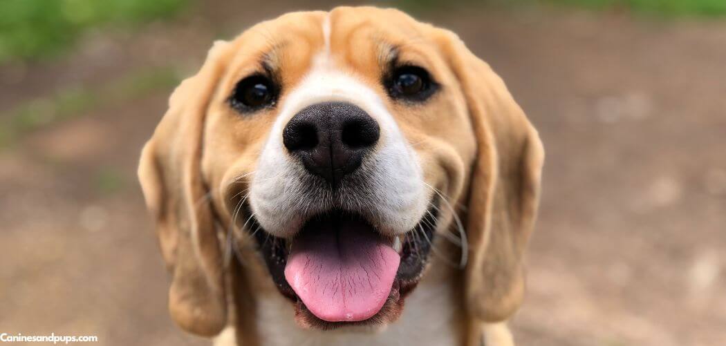 Old Dog Obsessed With Food