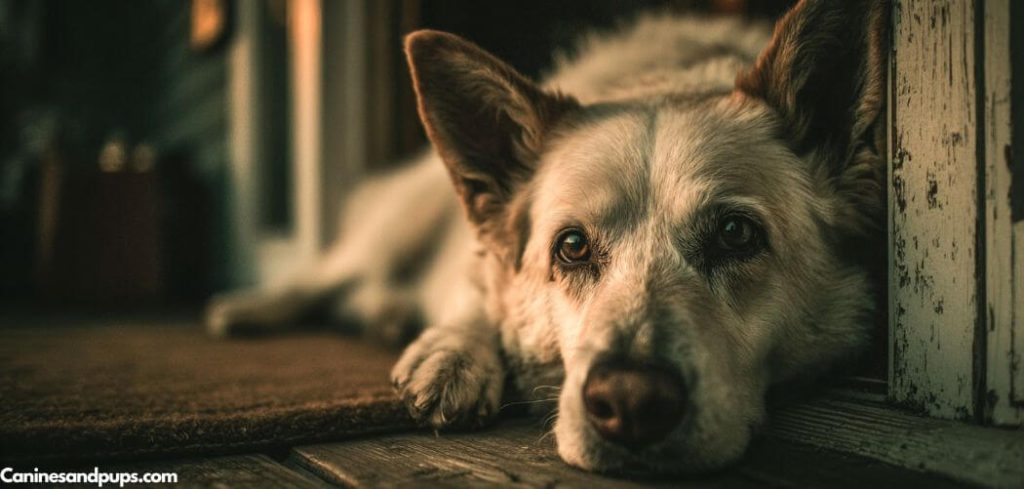 Old Dog Panting And Pacing