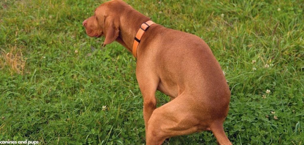 Old Dog Poop Incontinence