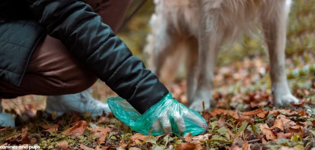 Old Dog Poop Is Black