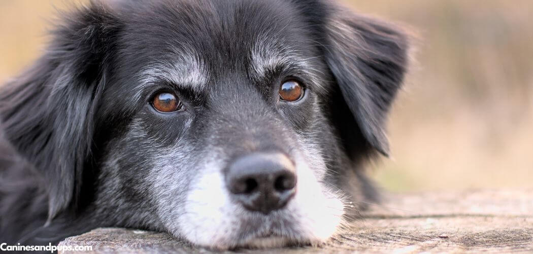 Old Dog Pooping Mucus