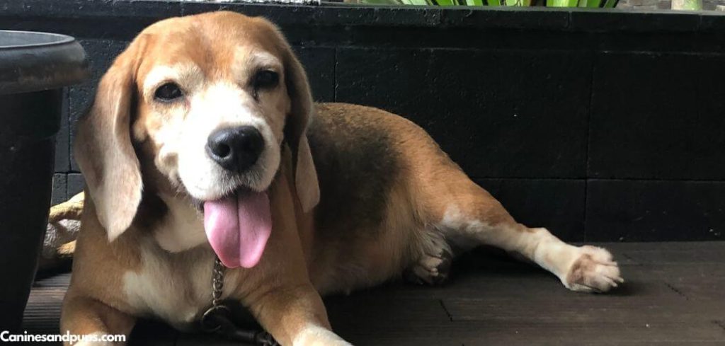 Old Dog Quick Shallow Breathing