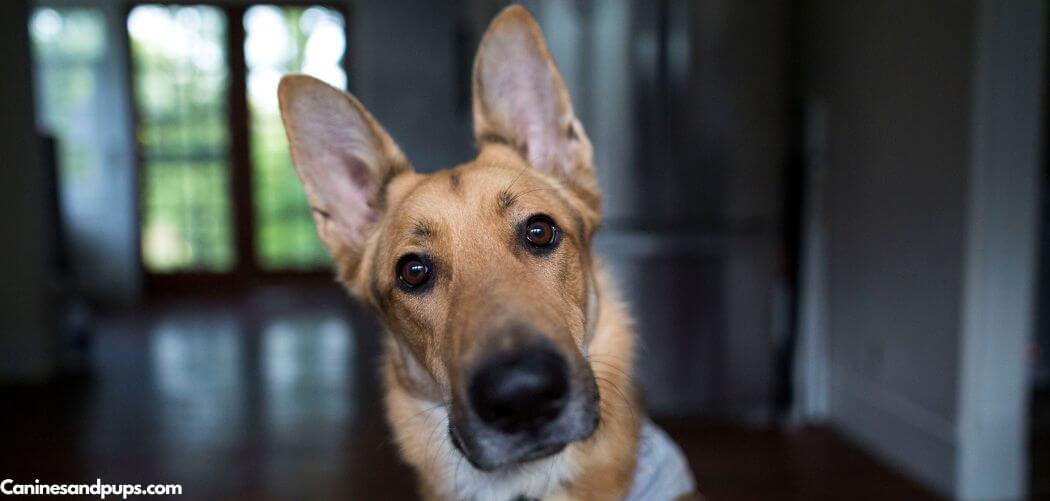 Old Dog Reverting To Puppy Behavior