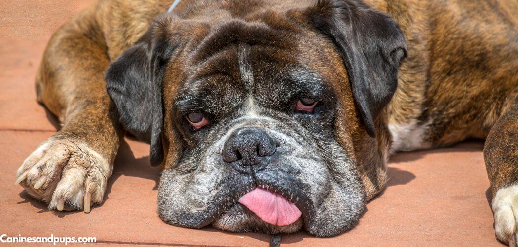 Old Dog Tongue Sticking Out But Mouth Closed