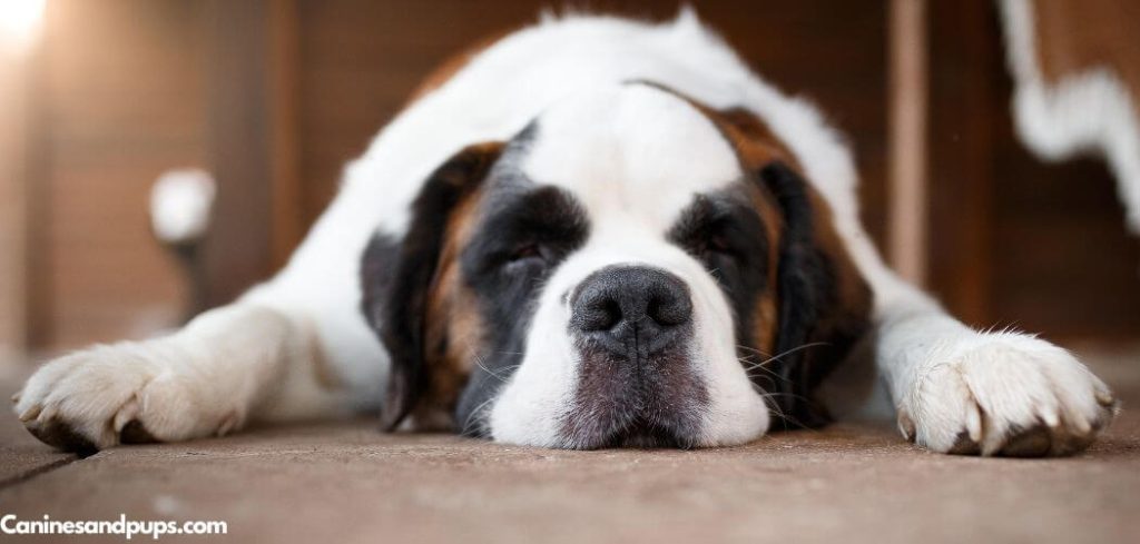 Old Dog Urinating in Sleep