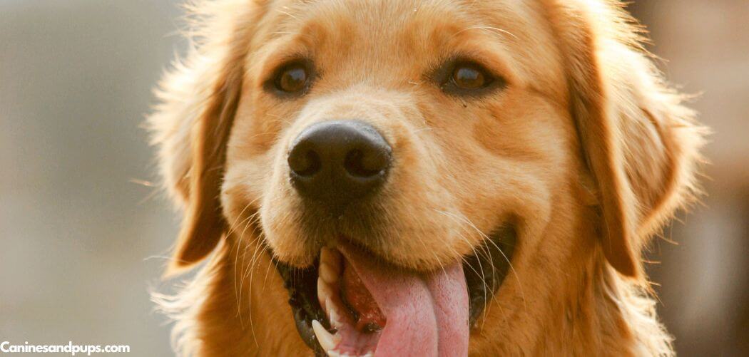 Old Dog Won’t Stop Barking