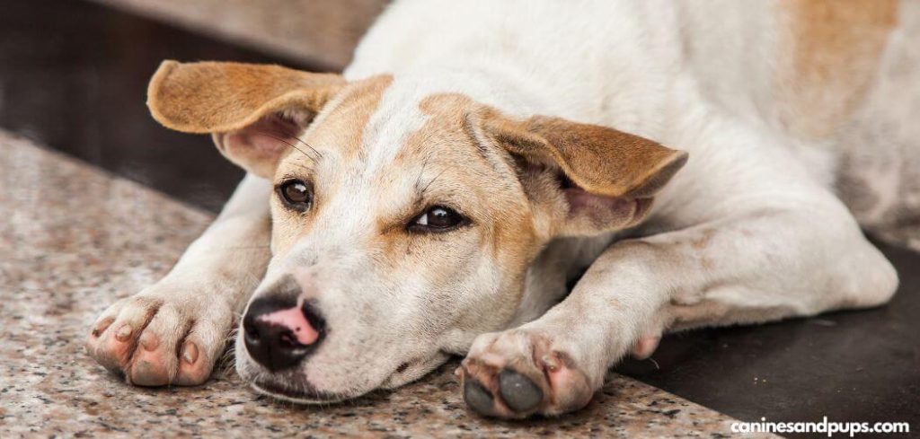 Old Dog Yellow Diarrhea