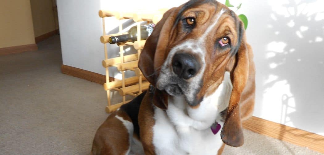 Old Dog Yelping For No Reason