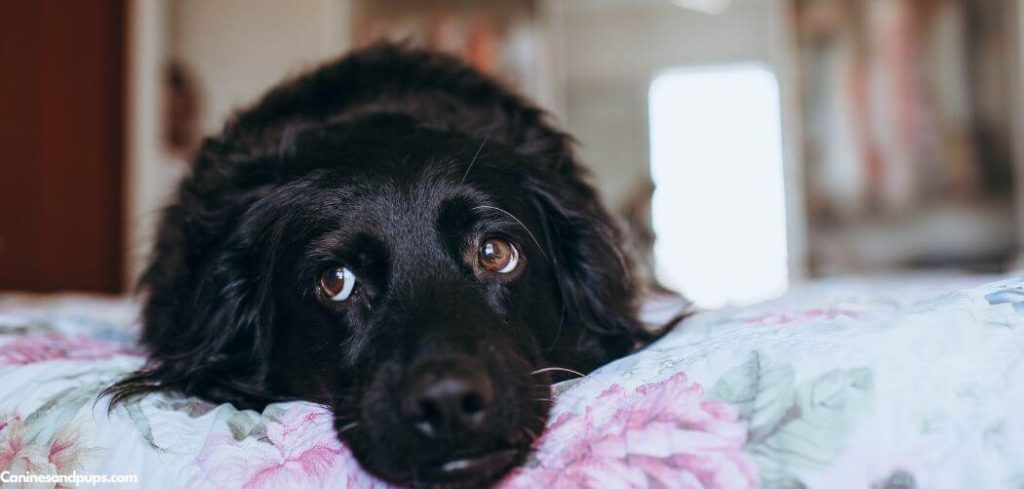 Old Dog Yelps When Barely Touched